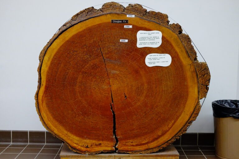 Why the Next Breakthrough in Battery Chemistry Might Come From Studying How Trees Store Energy