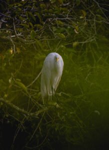 Great Egret 28Casmerodius Albus29 285340918078929 218x300