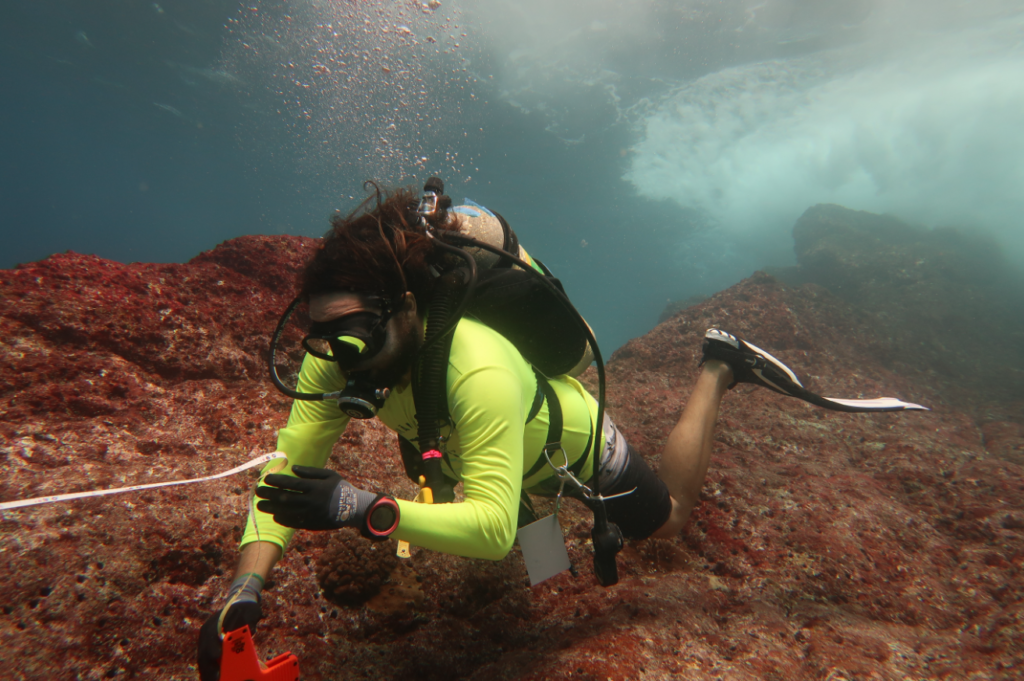 A NOAA diver laying a transect line to survey a coral reef, part of long-term reef monitoring