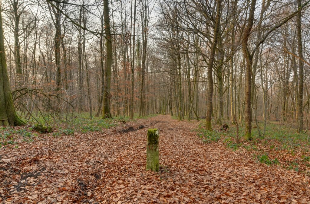 A track running along an international border between two countries, marked only by a change in the landscape.