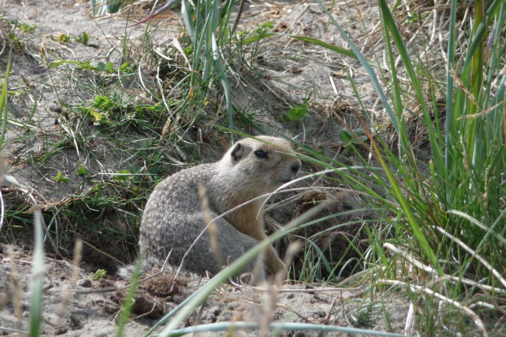 Arctic ground squirrel standing alert near its burrow before entering hibernation for the winter