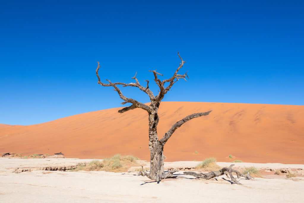 The white clay pan of Deadvlei with ancient dead trees against orange dunes, Namibia