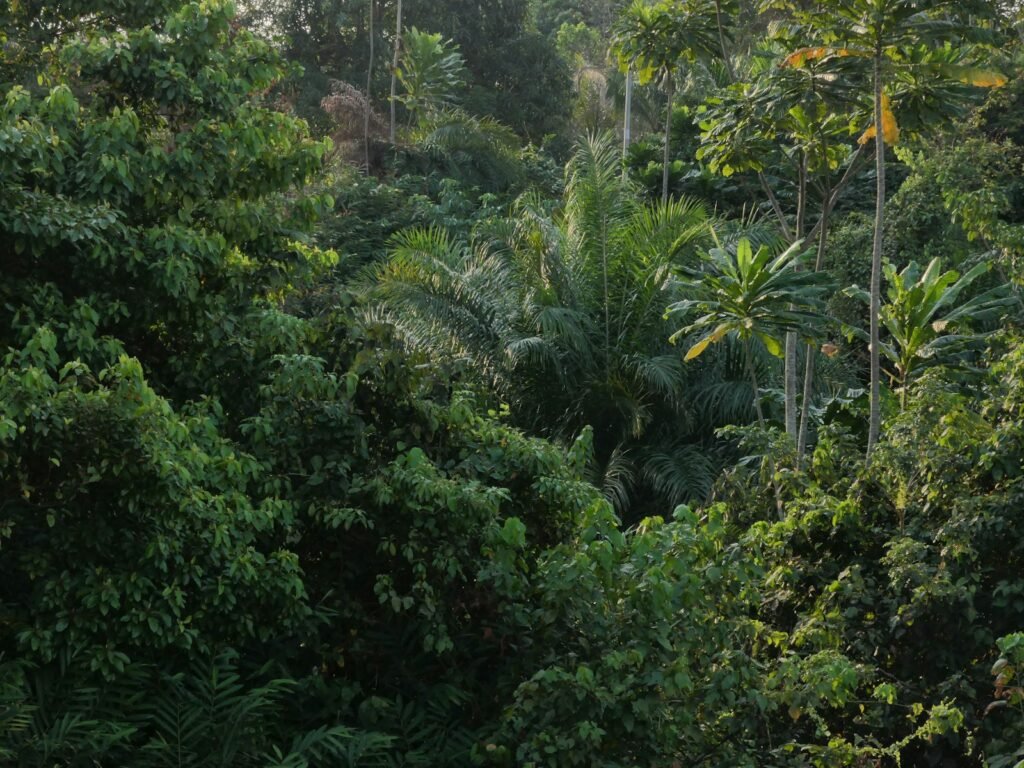 Forest elephants in the rainforest near Libreville, Gabon
