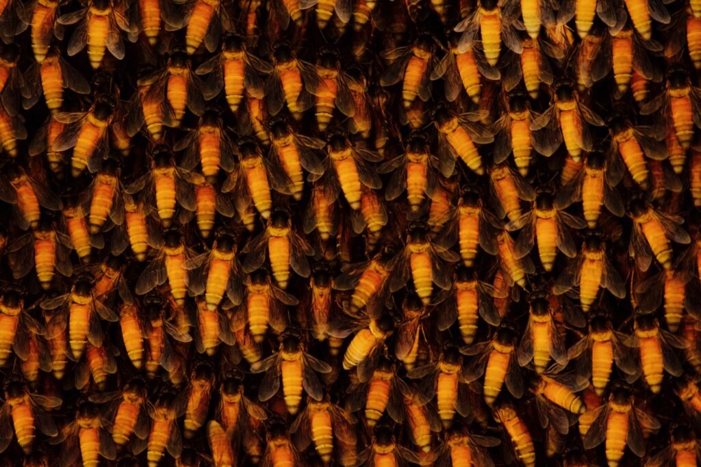 Honey bees densely covering a wild honeycomb as they process nectar into honey.