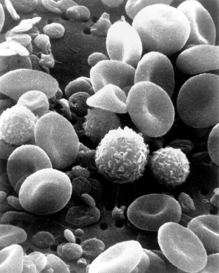 How Does the Immune System Actually Work?