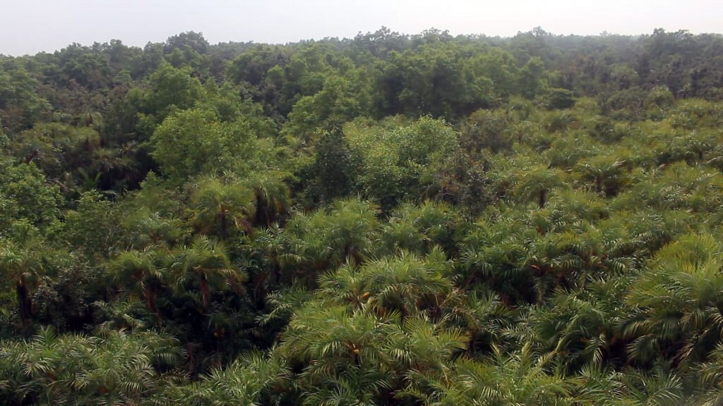 Aerial view of the Sundarbans, the world's largest mangrove forest and Bangladesh's most iconic natural landmark, in the Sundarbans East Wildlife Sanctuary