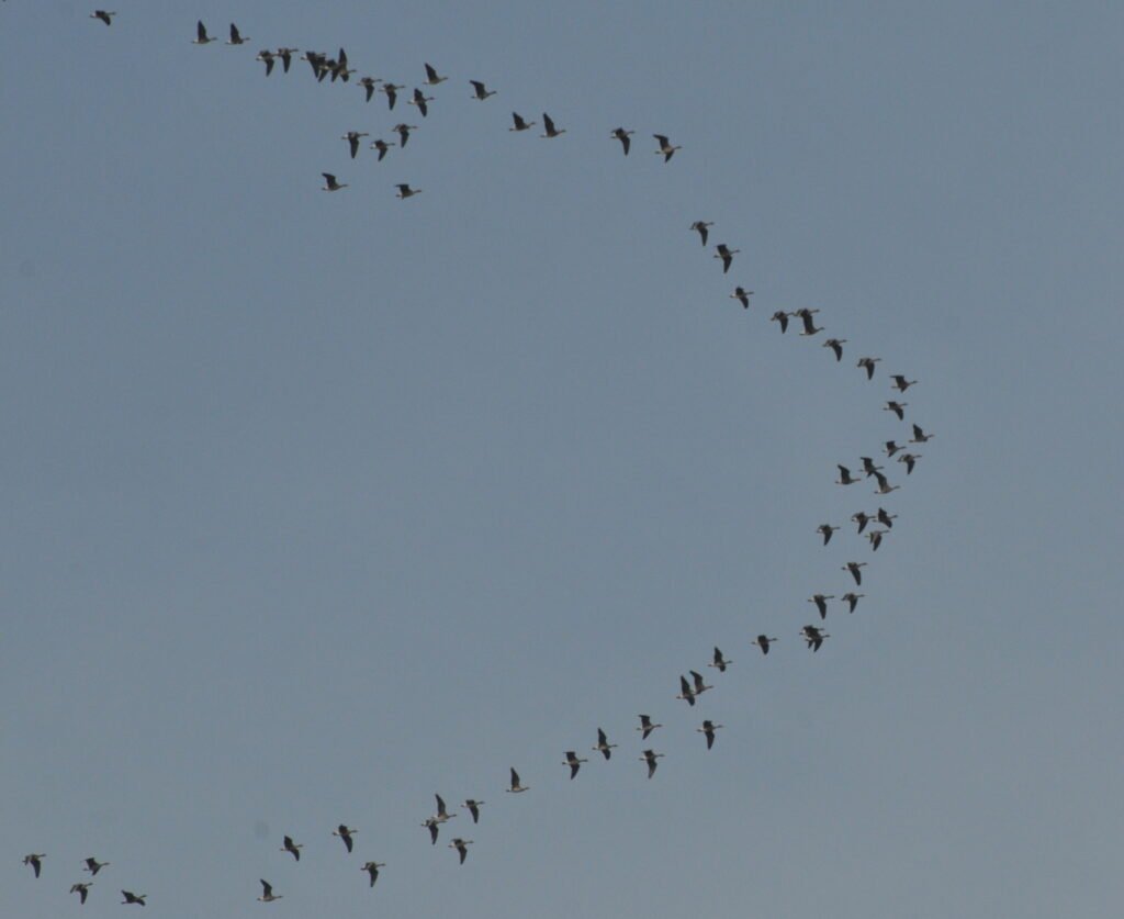 A flock of migratory birds flying in a V formation against a blue sky.