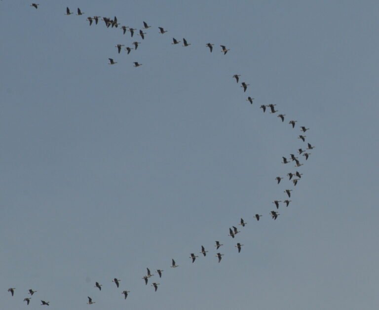 Why Do Birds Migrate?