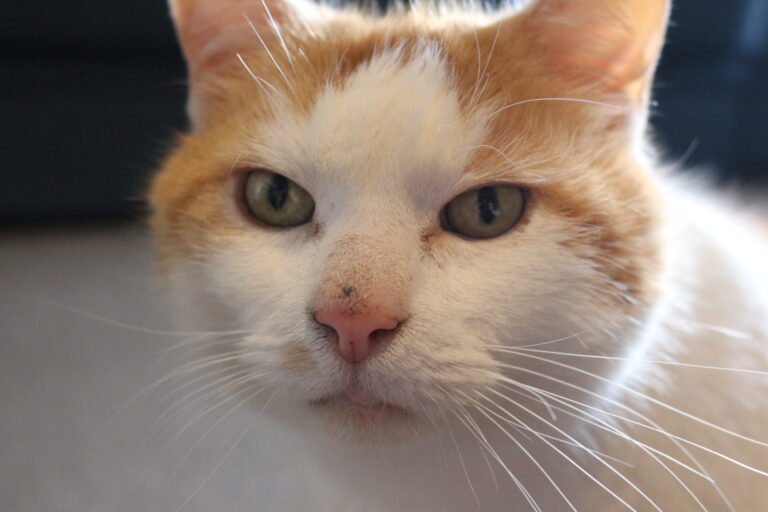 Why Do Cats Purr?