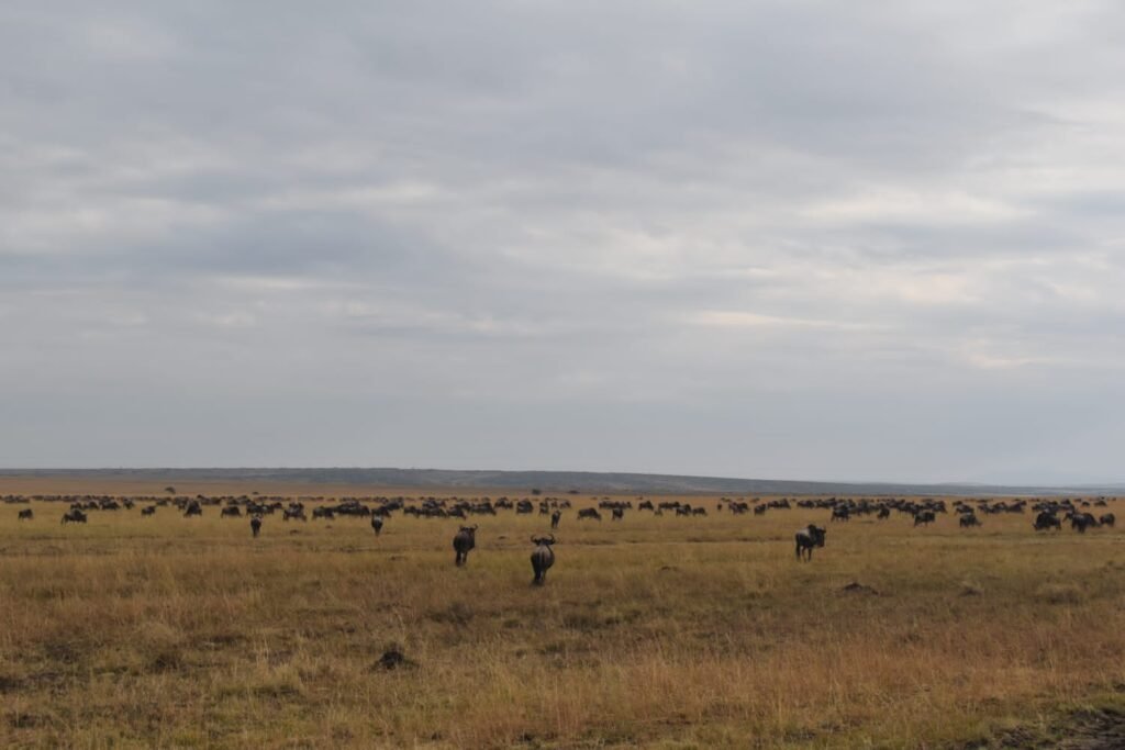 The wildebeest migration in the Maasai Mara, Kenya's most iconic natural feature