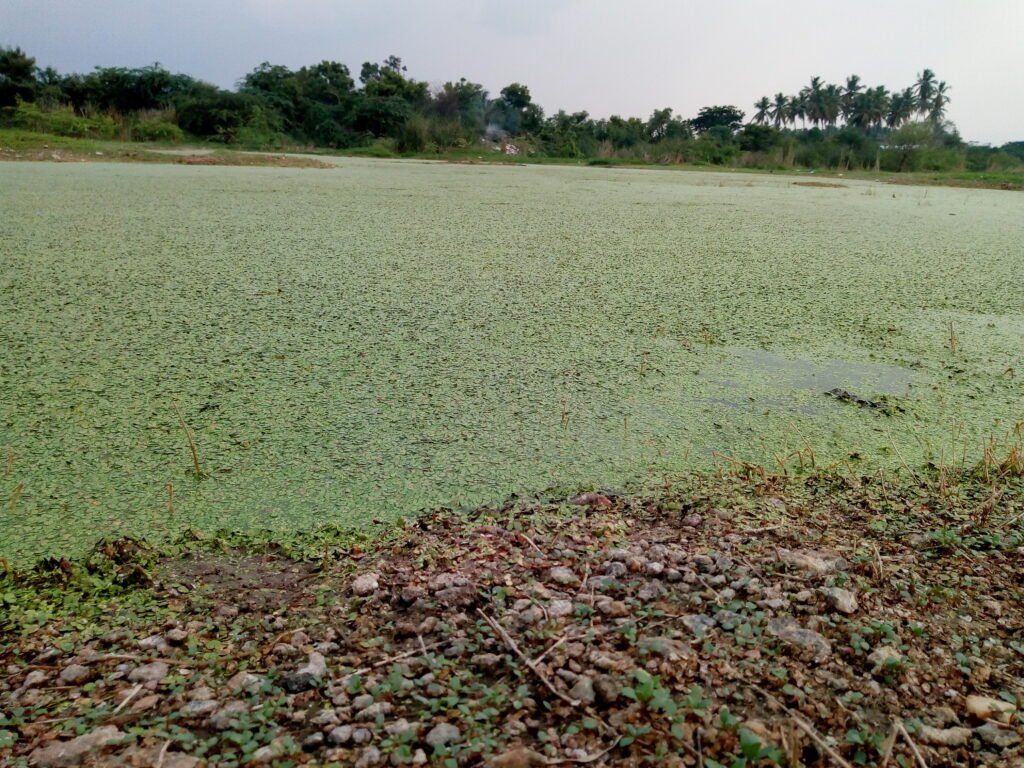 Thick green algae covering the surface of a pond, a visible sign of eutrophication