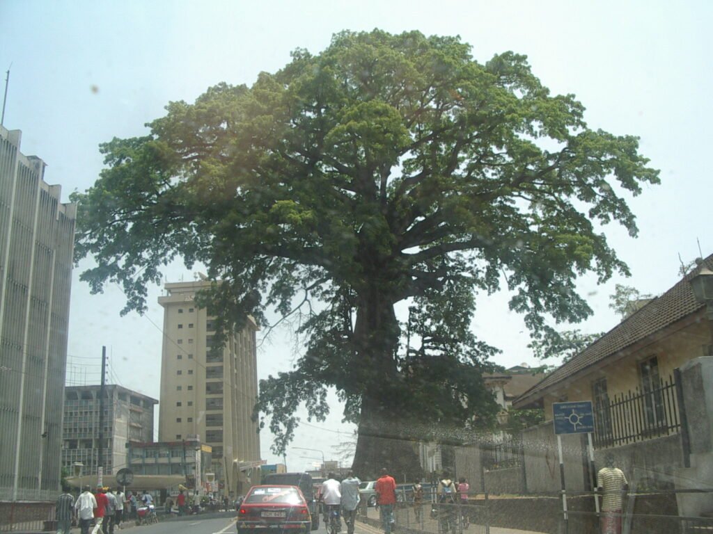 The Cotton Tree in central Freetown, Sierra Leone, a centuries-old national symbol