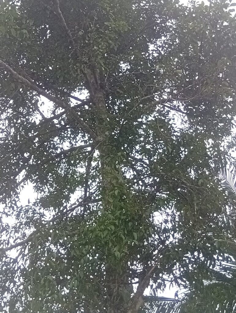 Dense forest vegetation, one of the natural systems that takes in and stores carbon